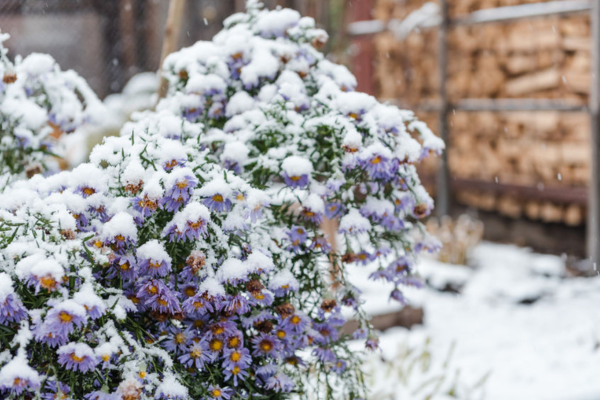 winter landscaping