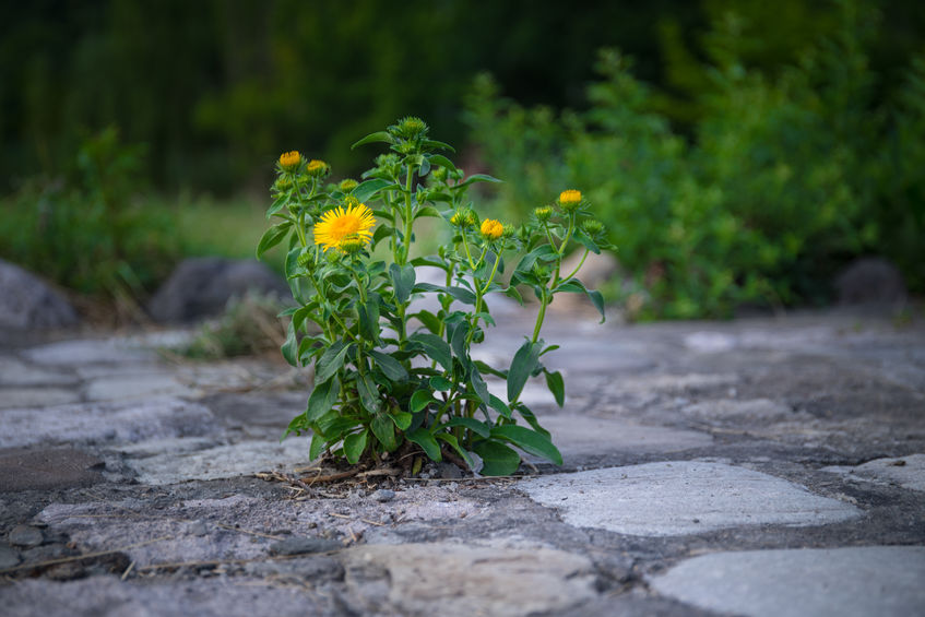 prevent weed growth